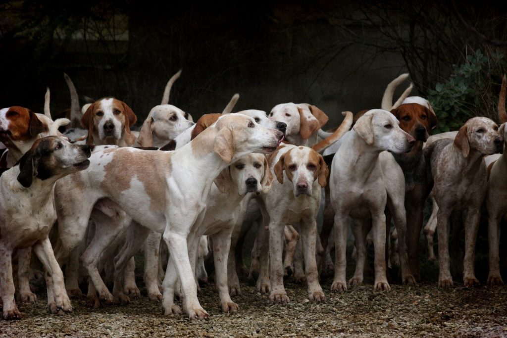 Hound Dumping Season