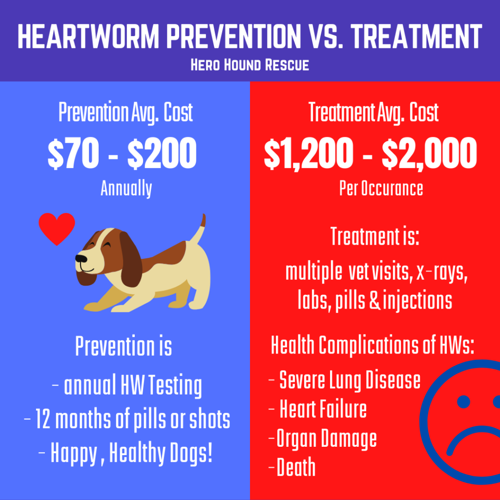 Heartworm Prevention is a MUST!